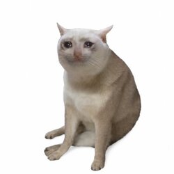 CAS